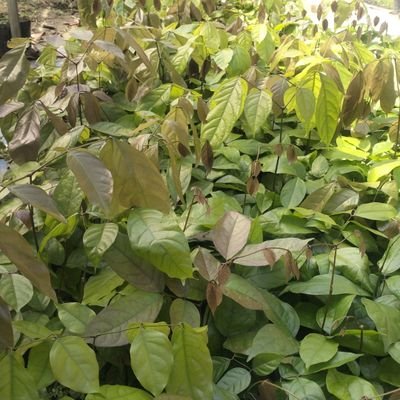 hafidhamzah's profile picture. bermanfaat bagi yang lain