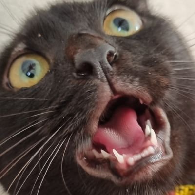 thicagirl's profile picture. desenho, croche e gatos