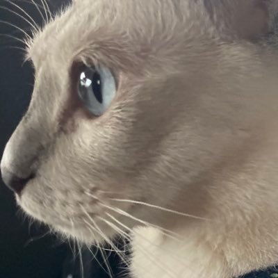 rincatrincat Profile Picture