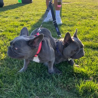 EwT25s's profile picture. 耶和华见证人。 如果一个人不需要服从任何人，只服从法律，那么，他就是自由的。这样说无论如何都不过分，那就是，法律的目的不是废除和限制自由，而是保护和扩大自由。