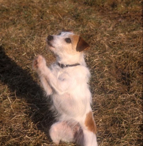 TebowsDog's profile picture. I am Timmy's dog...