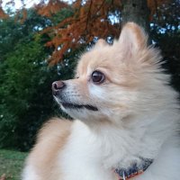 ニコまる (@nikomar57716061) 's Twitter Profile Photo ニコまる (@nikomar57716061) 's Twitter Profile Photo