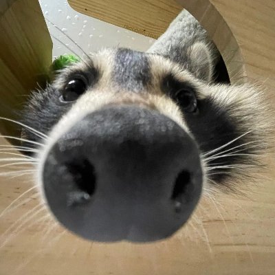 I am racciest of Raccoons, yes my commissions are open. Yes, there is NSFW
https://t.co/dkz198x0w5