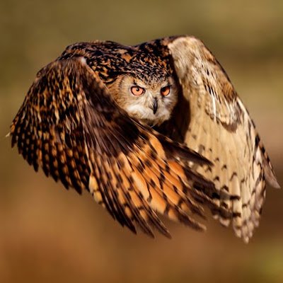DuarThar2086's profile picture. 