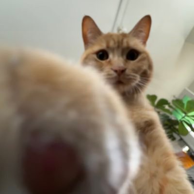 CarlocoBarragan's profile picture. 