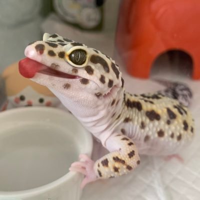 ハムスターのユキ🐹🌈レオパの(ジャングル)ツキ🦎と(トレンパーアルビノ)イチ🦎の飼育者のアカウント🙌レオパはわからないことだらけの初心者🔰なので色々教えて貰えたら嬉しいです😭