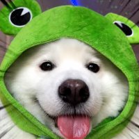 $FROGDOG(@frogdogshiro) 's Twitter Profile Photo