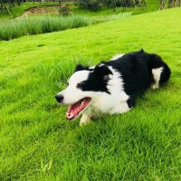 Junqiang Wang (@mumuisodice) 's Twitter Profile Photo