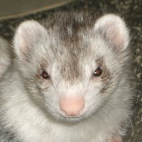 dmfuji (@dmfujitools) 's Twitter Profile