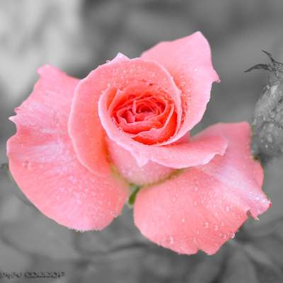 md_hossien9121's profile picture. 