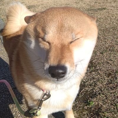 柴犬オルカ（20年10月25日生の女子）の母です。伊豆で料理屋やっとります。ひたすら愛犬を愛でまくり呟きます。親バカ上等！
元バンギャ。Xから始まり今は専らDIR EN GREY。聖飢魔II信者。東京ゲゲゲイも好き。King Gnuの才能にやられてます。
多忙になるとお返事書けなかったりします。先に謝っておく！すまん！