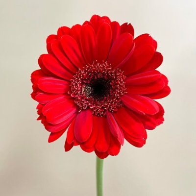 Red_gerbera_ft Profile Picture
