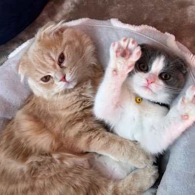 We are Scottishford✨🐈ぽぽ2023.6.9♂/🐈⬛める 2023.11.1♂ /🐈もこ 2024.5.25♀のmom😚 無言フォロー失礼します🙏