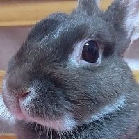 Saku🌸 (@pepe_sakura39) 's Twitter Profile