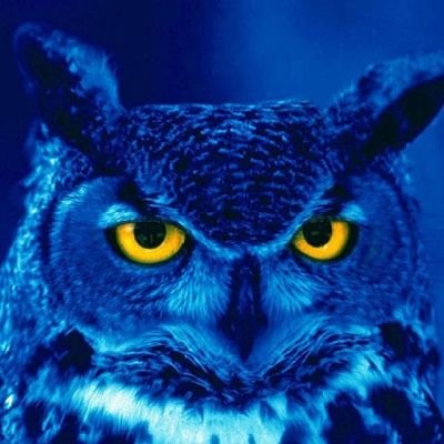 BlekmanZim's profile picture. A man who trusts God
no excuse 
hatitsamwe