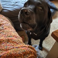 Dog Mum 🐾🇦🇺 (@bindijoymaisy) 's Twitter Profile Photo