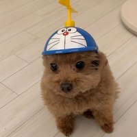Bubul (@bubul_ow) 's Twitter Profile