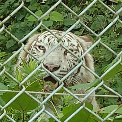 高速道路のサービスエリアやパーキングエリアや道の駅でのごはんなどをツイートしてます!
フォロバ、お願いします!