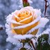 nasır🌷 (@nasershamsee786) Twitter profile photo nasır🌷 (@nasershamsee786) Twitter profile photo