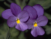 violetatfm's profile picture. 