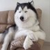 husky lovers hub (@huskylovers_hub) Twitter profile photo