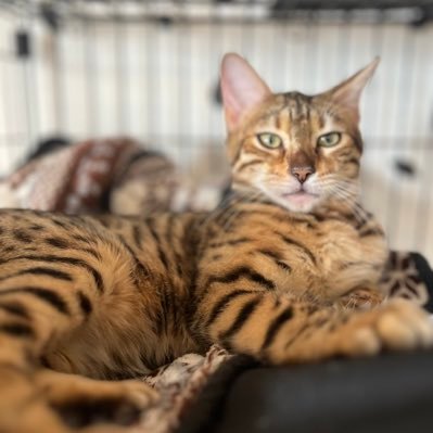 yuunagi2144's profile picture. 2023.9.20生まれのベンガル︎︎ ♀🐅