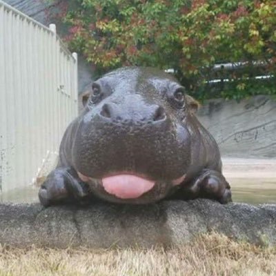 ayayayanpooh's profile picture. 八軒 ⇒ 札北66th ⇒TUS ⇒ 北大 chum⑤/🏸/🍮/backnumber