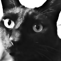 maobushi (@maobushi) 's Twitter Profile Photo