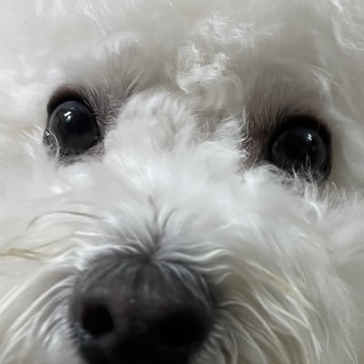 yangzzeo030's profile picture. 🎙️한국성우덕후