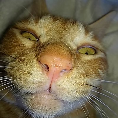 ムギにょん🐱さんのプロフィール画像
