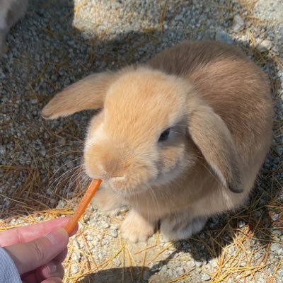 zatta_cahon's profile picture. 推しアイドル以外の内容をこちらのアカウントに移管してきました。基本みる専のひとりごとです。エロ垢お断り、副業探してません、Amazon出店しません、お金配り興味ありません