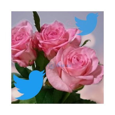 ばうめぐ🌹いつもおっとりさんのプロフィール画像