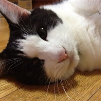 かえで (@unjun3) 's Twitter Profile