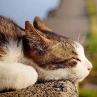 猫田係長 (@nekotaunithead) 's Twitter Profile