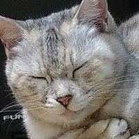 ししゃも (@shishisyamo) 's Twitter Profile