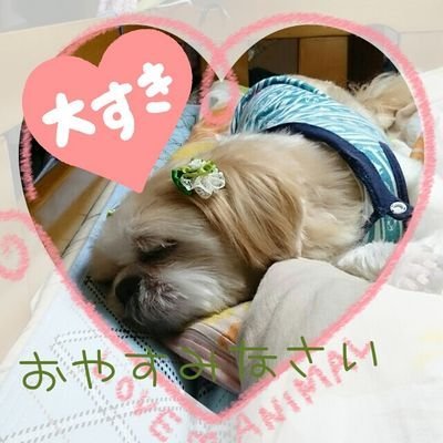 刀ミュ、刀ステ、ワンコ系の拝見用のアカウントになります。たまにつぶやきますが、有益なことは一切つぶやいてないと思います。