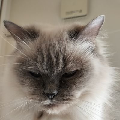 あやめさんのプロフィール画像