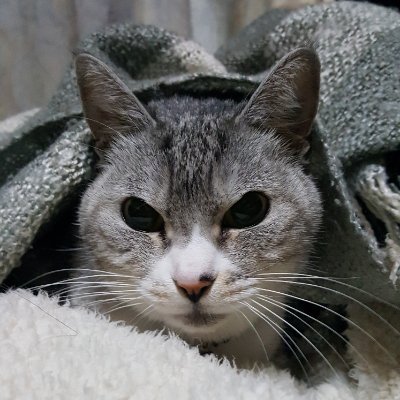 peacetoshi's profile picture. 