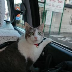 可愛い猫ちゃんと住んでます(о´∀`о)