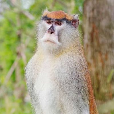 霊長類の誇りパタスモンkey〈最大時速55km〉