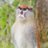 Patas_Monkey560's profile image
