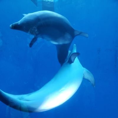 emy0011's profile picture. 小野Ｄやつだけんさんlove/声優全般好き/アニメ・ゲームも好き/サンリオ/おれパラ/ジョイポリス/DGS/すとぷり/etc.遊びやイベントにはお金と時間を妥協しない‼️社会人です。ブリーチ全般好きです‼️（特にしろちゃん、ぎんちゃん推し）
vtuber　にじさんじ箱推し(特に🎤)ホロスターズ・ホロライブ等大好き😍