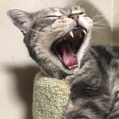 maripika77's profile picture. ルル ☆アメリカンショートヘア ♂ 9歳になりました。6.5キロ