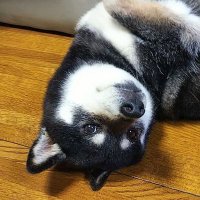 まほ🔥🍠 (@tsukai3) 's Twitter Profile Photo まほ🔥🍠 (@tsukai3) 's Twitter Profile Photo
