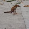 toro0795's profile picture. ♪犬猫好きです。

2021年4月体調不良で検査にて直腸癌が見つかり5月に手術。

リンパ節転移有りでステージ3c
6月からXELOX療法

22年11月肝臓、大動脈リンパ節転移再発CVポート造設
mFOLFOX6+ベバシズマブ開始
末梢神経障害、手足症候群

25年継続中