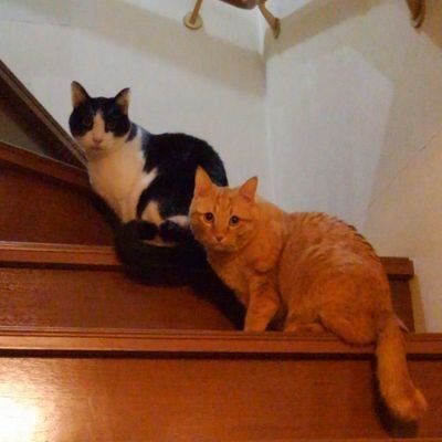 8/30七味寄席無事終演でございます。七味寄席は来年も開催されるらしいので、今から来年用のネタを仕込まねば(笑)