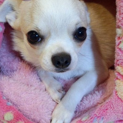 mon87iti's profile picture. 写真は我が子もんちゃん♀可愛いですよ(*´ー｀*)                                                                 自動車関連の仕事してます。知識はそんなにないですが車もバイクも好きです(*￣∇￣*)      乗ってる車はGR86