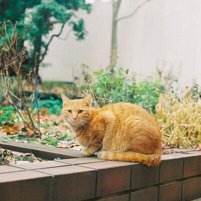 好きなもの-フィルムカメラ。喫茶店。森。レトロなデザイン。