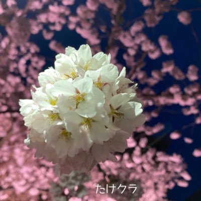 misato_03210405's profile picture. 92line 青森🍎恋つづから佐藤健さん推して3年目です💕作品を見ながら勉強中です☺️フォローの際は 一言DMへ✨カプ推し、副業など全て🆖❌💦健さんの事を中心に。他の事も書きます☺️ 🍀宜しくお願いします☺︎ 2022.05.20〜新垢start