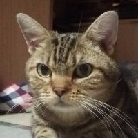 半蔵🦞̥🎩(凛々しい猫)明太子娘(@ryu0905hanzo091) 's Twitter Profile Photo
